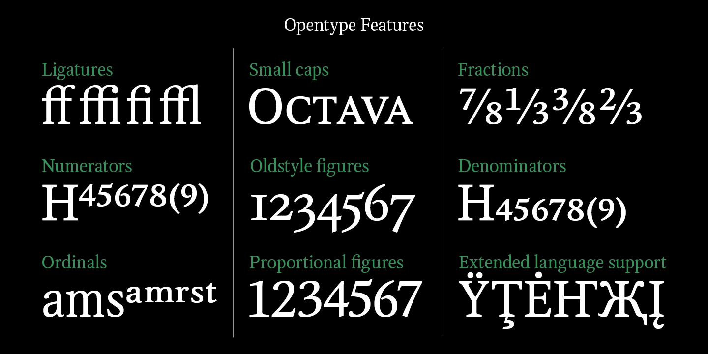 Octava / Paratype