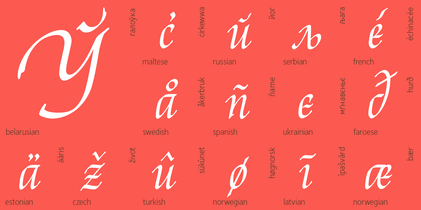 Reed / Paratype