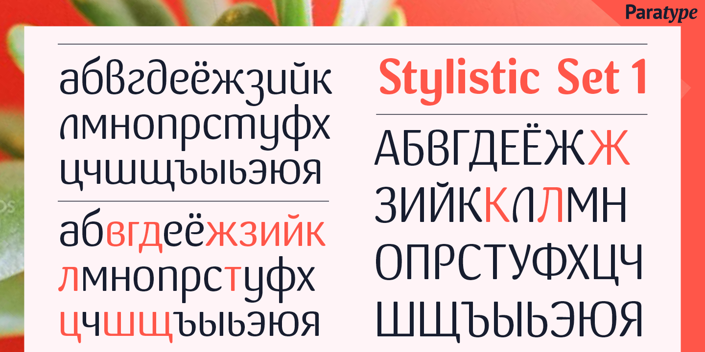 Paratype