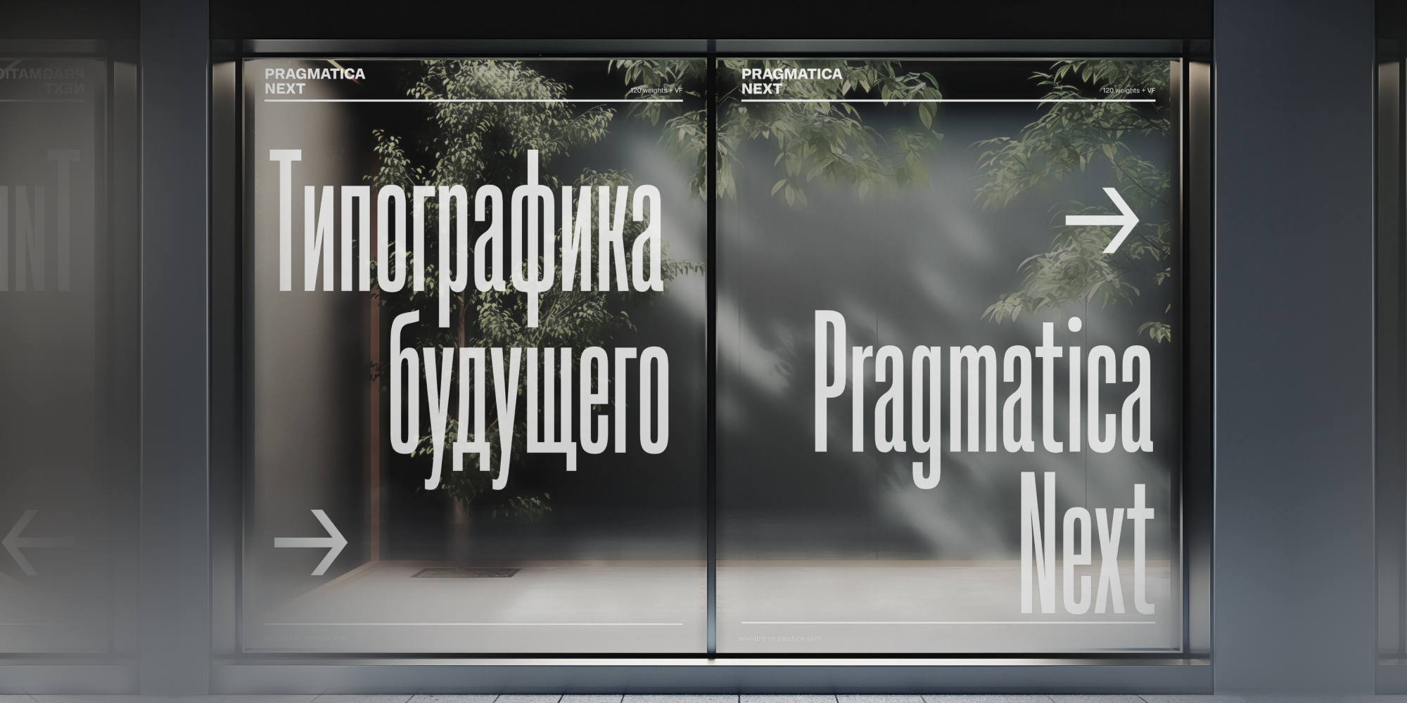 Paratype