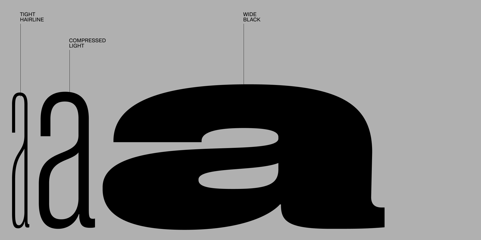Paratype